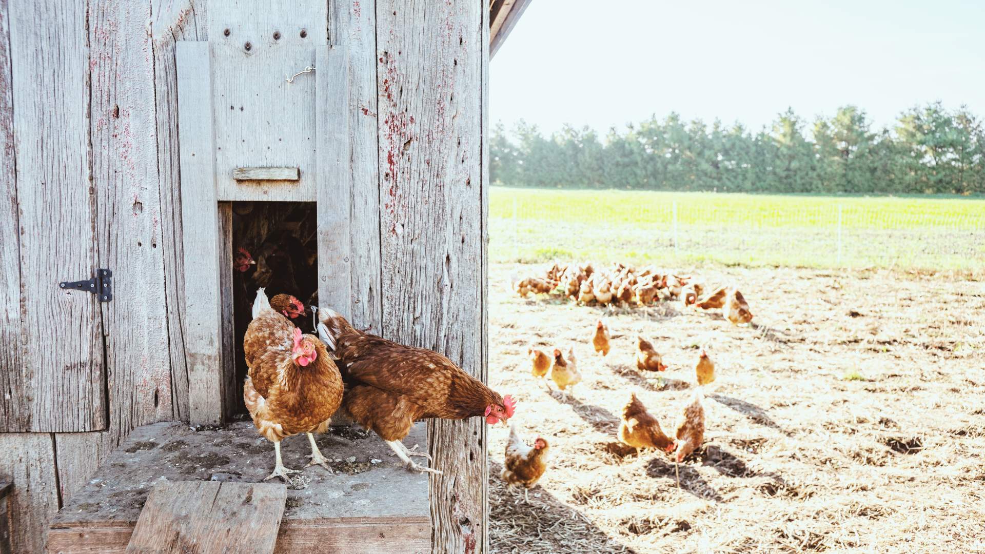 Das Tierwohl immer an erste Stelle setzen: Glückliche Hühner